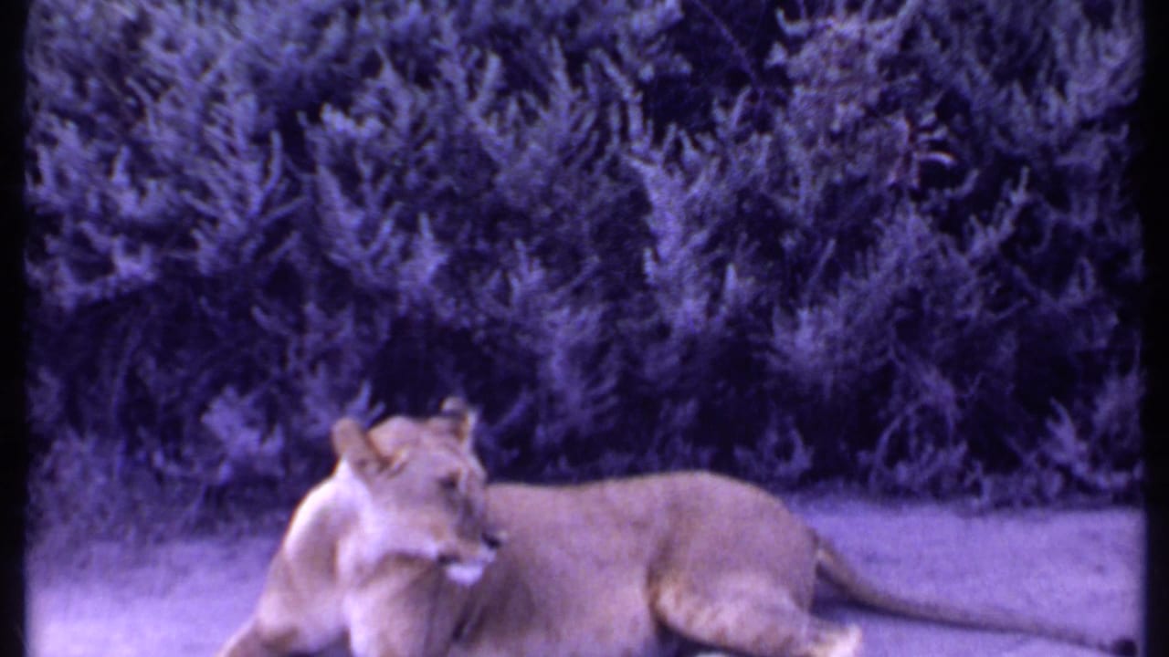 Lioness lying in grass near dense shrubs, with visible 8mm frame border and purple color shift.