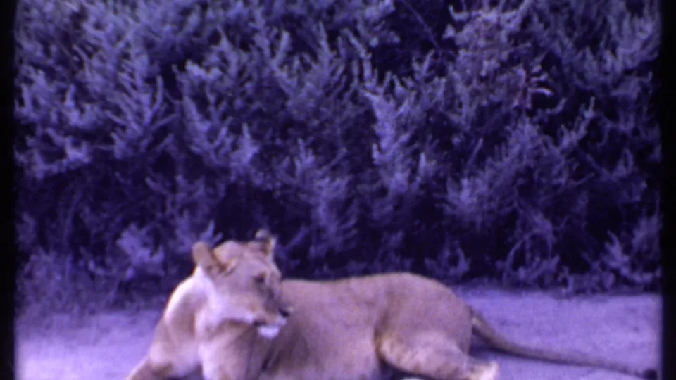 In 1969 Kenya 8mm footage, a lioness rests low in grass beside thick shrubbery with a soft, purple-shifted film look.