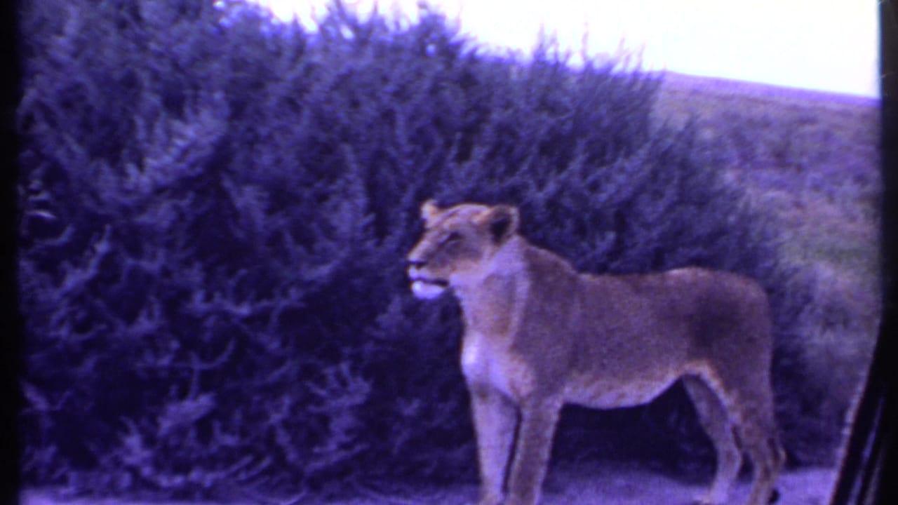 Lioness standing alert beside tall shrubs in an open grassland setting.