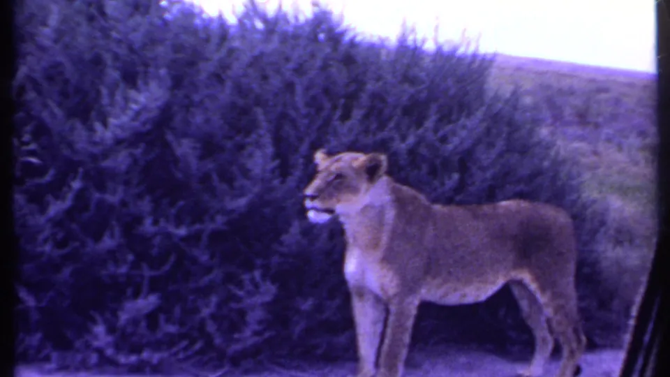 In 1969 Kenya 8mm footage, a lioness stands in profile near dense brush, alert against the open grassland background.