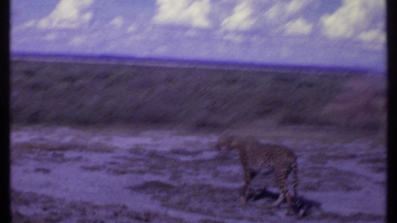 Cheetah walking across pale dry ground below a cloudy sky.
