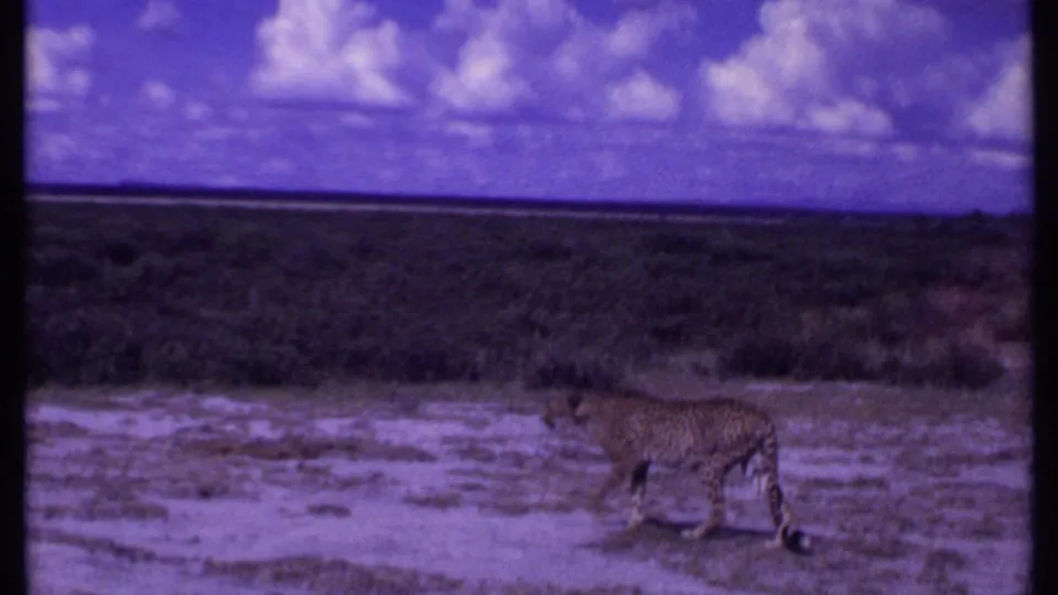 Kenya 1969 8mm frame showing a cheetah in profile on pale savanna ground, with scrubland and clouds beyond.
