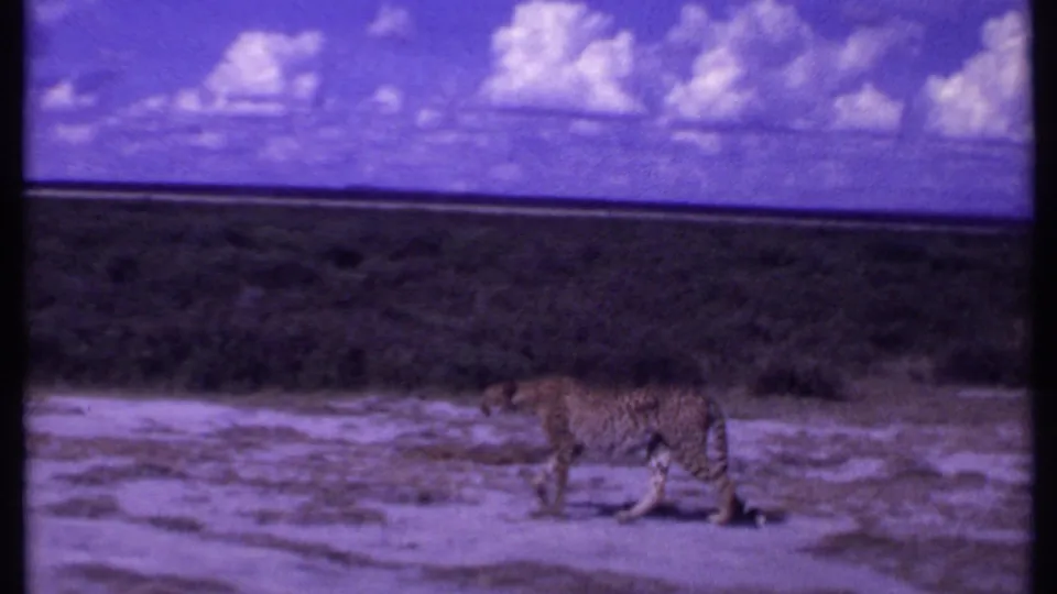 Kenya 1969 8mm frame showing a cheetah walking across sparse dry ground with low vegetation and bright clouds.