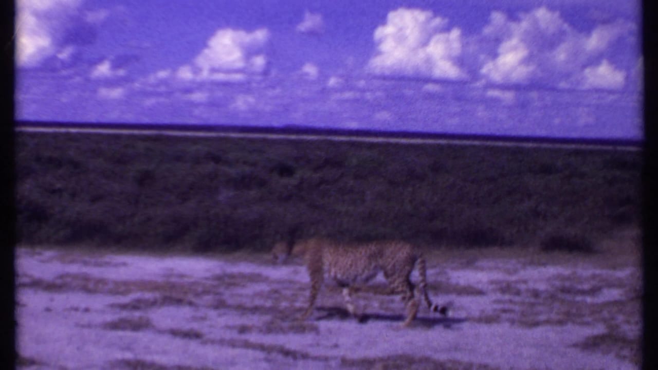 Leopard walking across open savanna under a purple-blue sky.