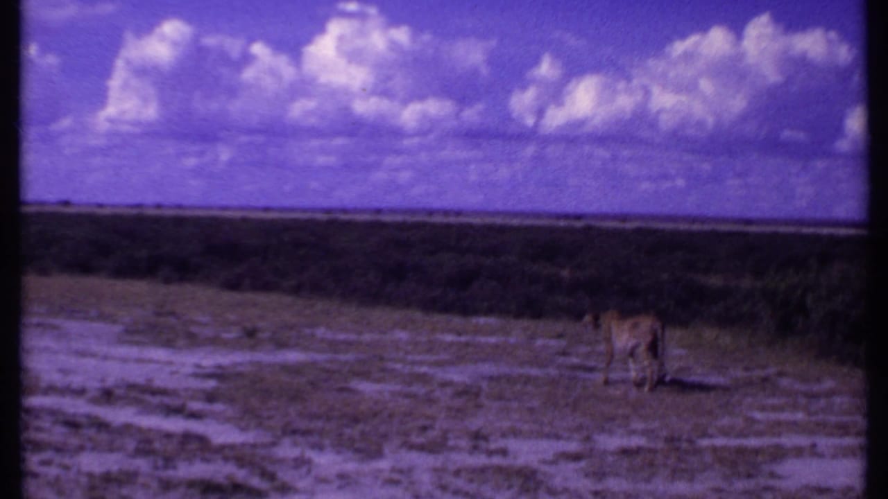 Leopard standing or moving at the right side of a wide savanna view.