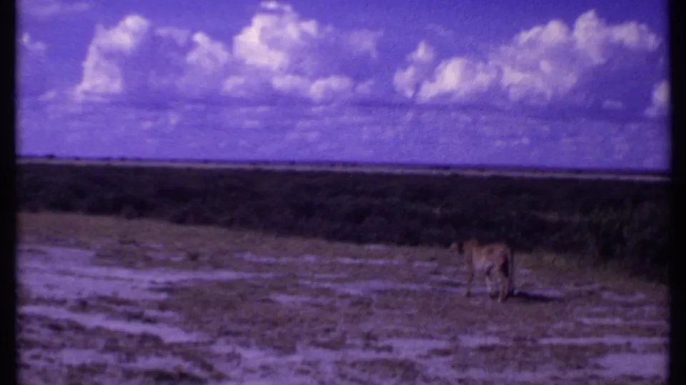 1969 Kenya 8mm frame with the leopard farther right in a broad savanna landscape under bright cloud cover.