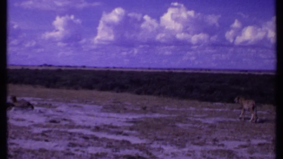 1969 Kenya 8mm frame showing the leopard near the right side of dry terrain, with a dark indistinct ground shape at left.