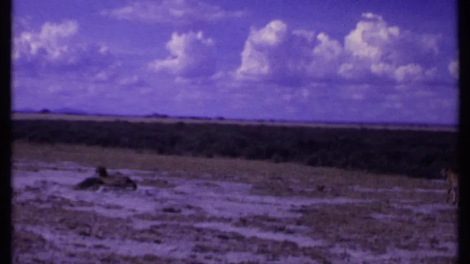 1969 Kenya 8mm frame with a dark animal-like shape lying on open ground and the leopard partly visible at the far right.