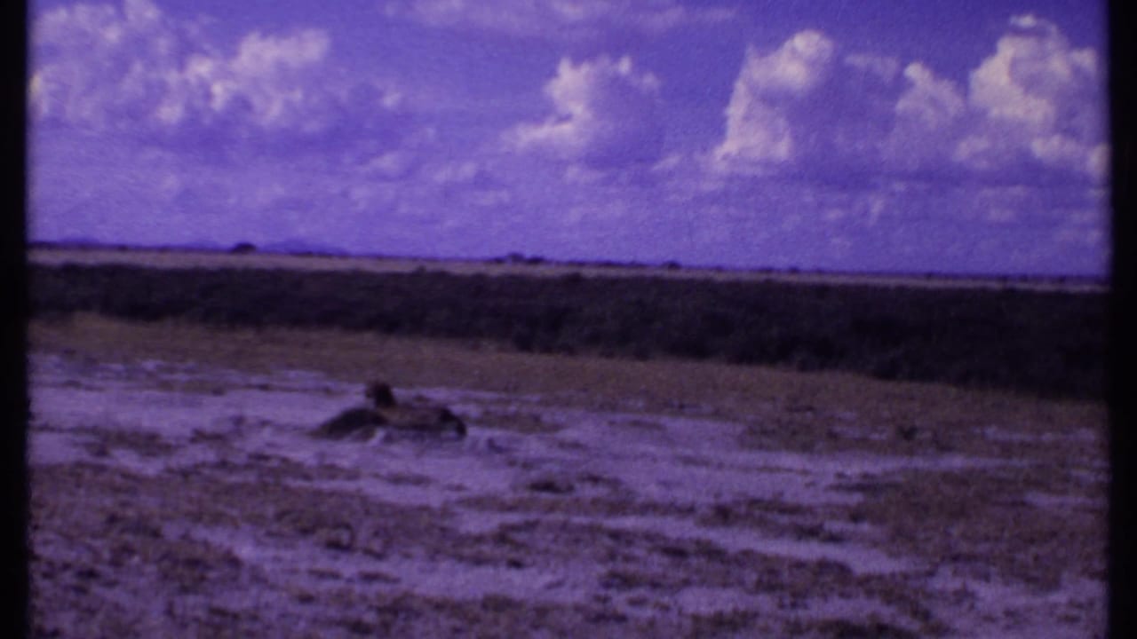 Distant dark animal in open savanna grass under a clouded sky.