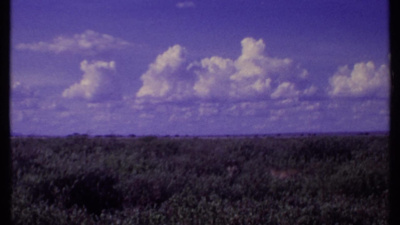 Purple sky over low scrubland with a distant horizon and no animal clearly visible.