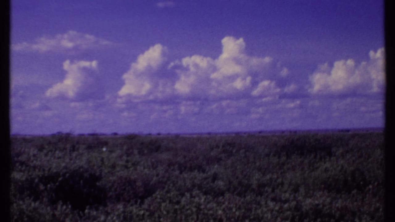 Low brushland and cloudy purple sky with no clearly visible animal in the frame.