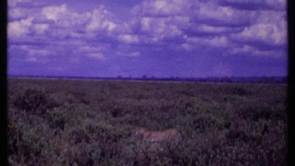 1969 Kenya 8mm frame showing a spotted big cat partly obscured by scrub beneath a purple-blue sky.