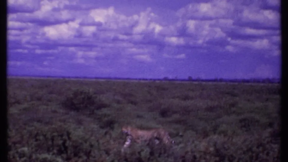1969 Kenya 8mm frame with a spotted big cat visible in scrubland, framed below a purple-tinted cloudy sky.