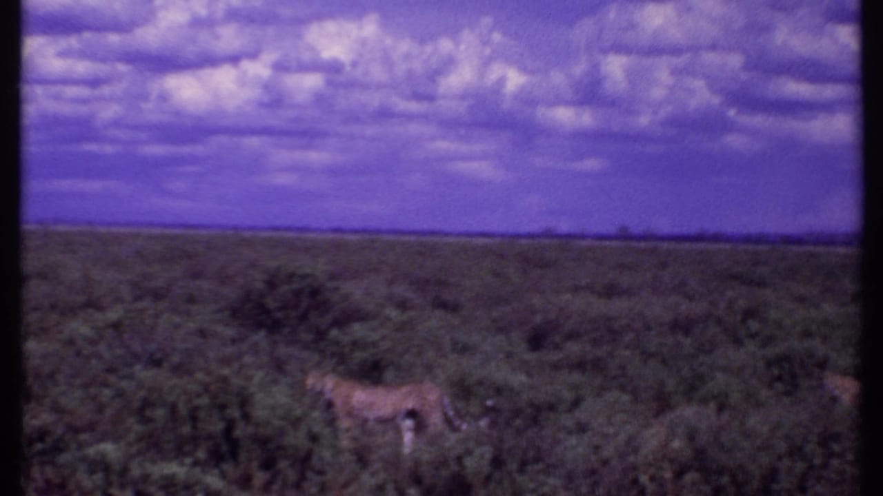 Tawny wild cat walking through low green savannah scrub under a purple clouded sky.
