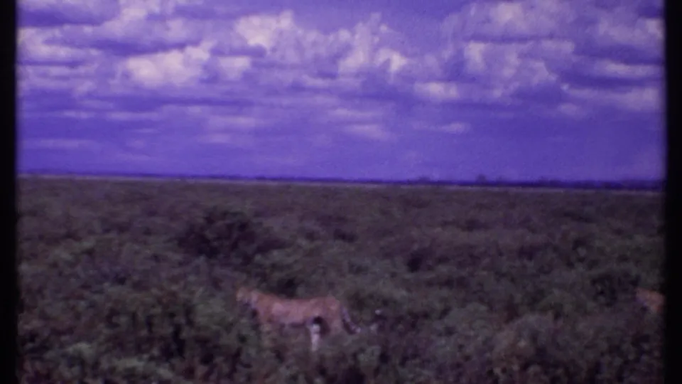 1969 Kenya 8mm frame showing a distant tawny wild cat moving through scrubby savannah beneath a purple-tinged sky.