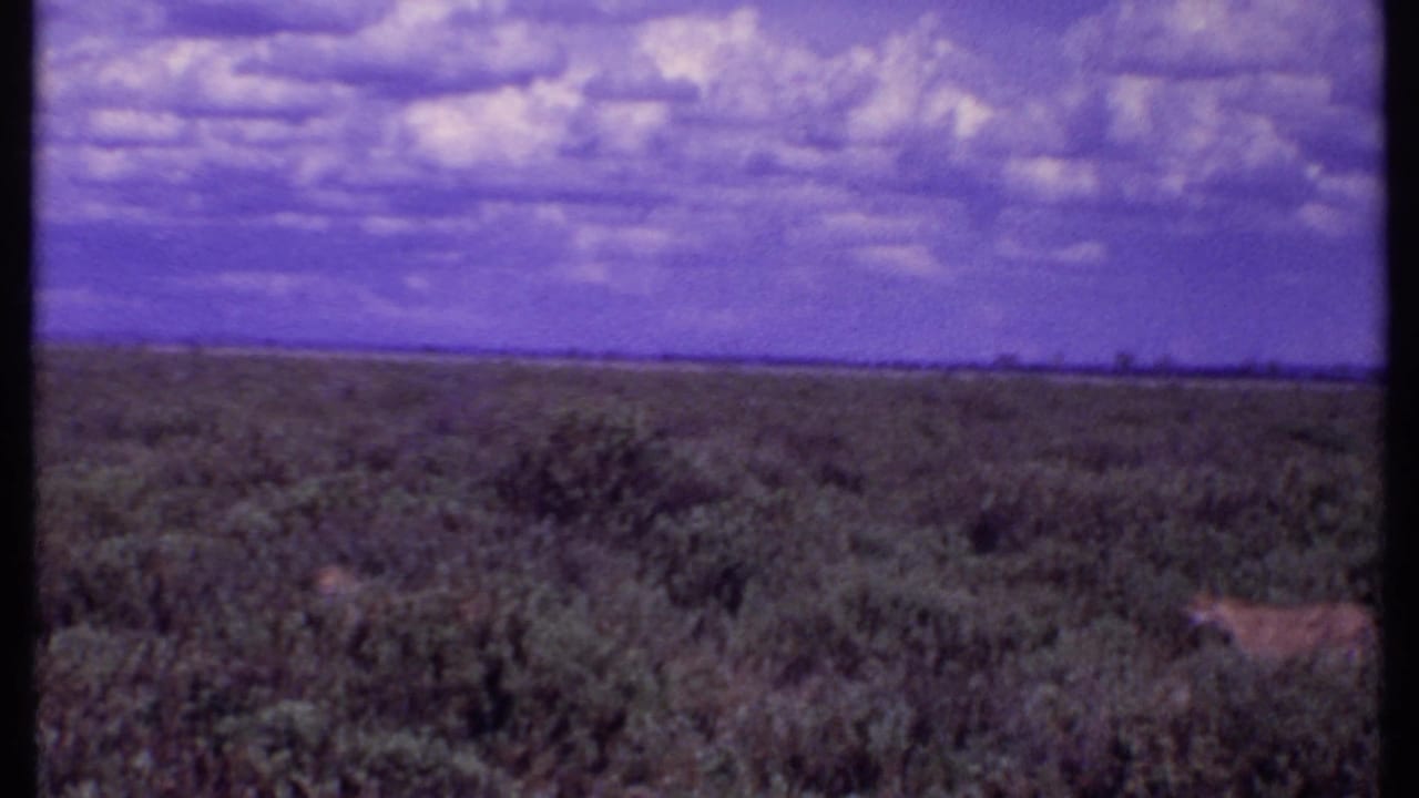 1969 Kenya 8mm frame with a tawny wild cat partly obscured by savannah vegetation under a broad purple sky.
