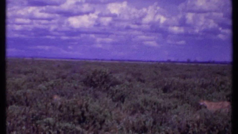 1969 Kenya 8mm frame with a tawny wild cat partly obscured by savannah vegetation under a broad purple sky.