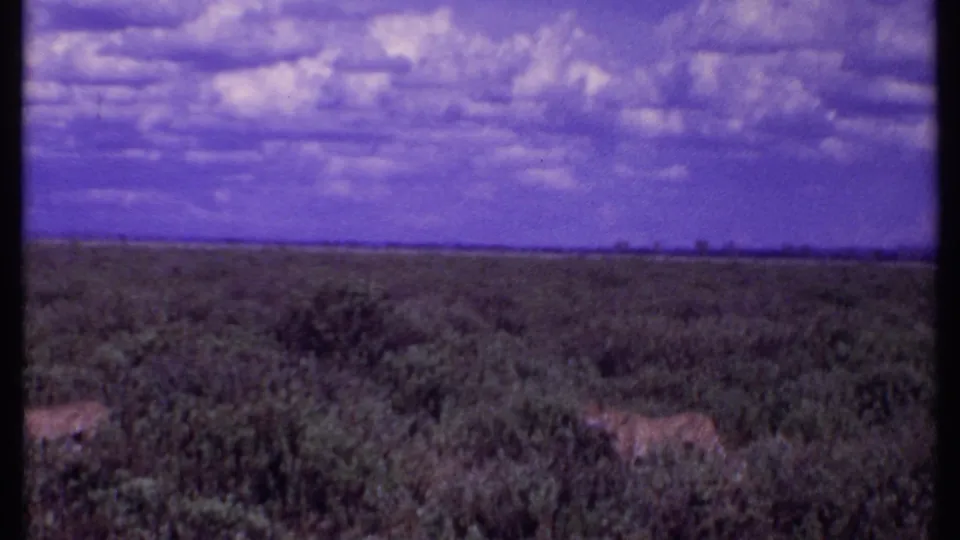 1969 Kenya 8mm frame showing tawny wild cats moving through low scrub in a wide, softly focused savannah landscape.