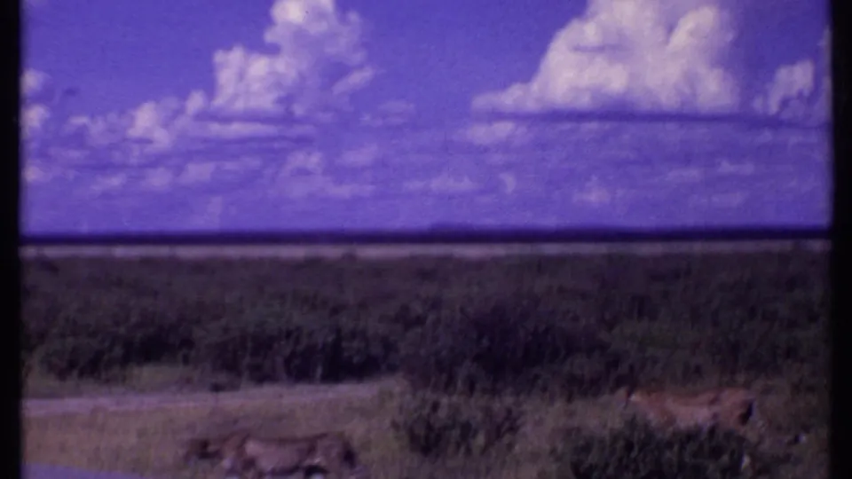 1969 Kenya 8mm frame with a tawny wild cat near the bottom of the shot, open scrubland, and a purple clouded sky.