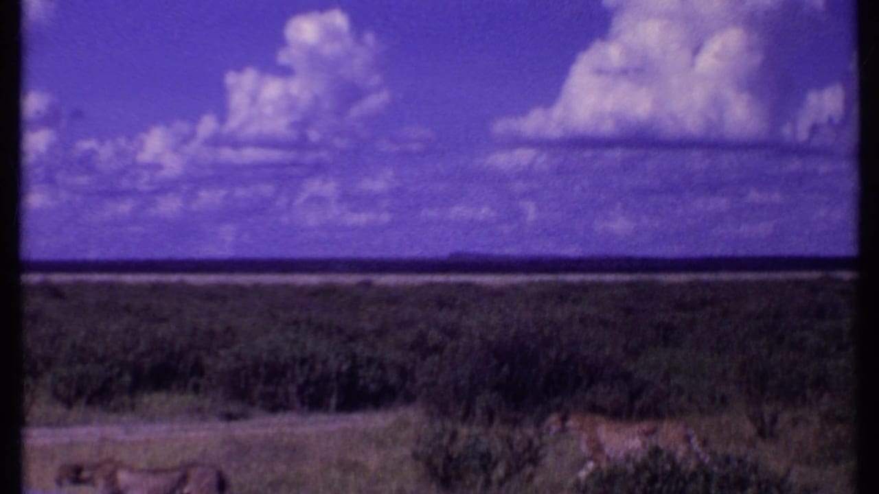 Two lions walk across low savanna brush beneath a vivid blue-purple sky.