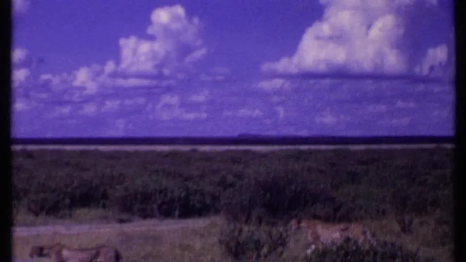 1969 Kenya 8mm frame showing lions in a wide savanna landscape under bright clouds and a shifted blue-purple sky.