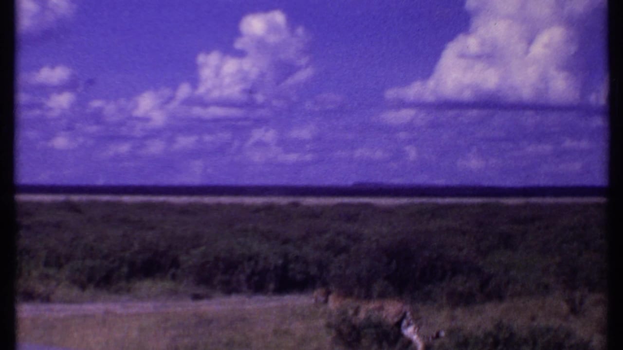 Lions continue across the lower right of a wide savanna view.