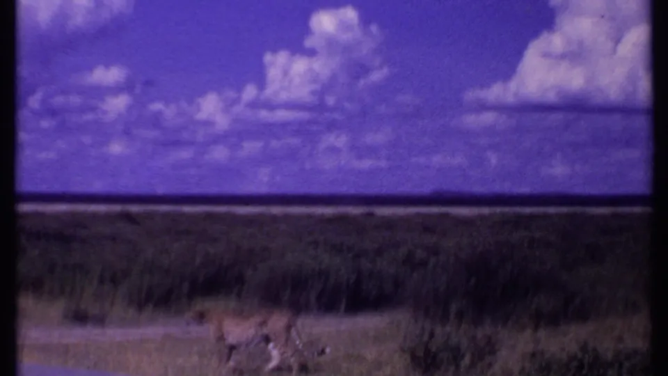 1969 Kenya 8mm wildlife frame with two lions crossing low brush, framed by a broad horizon and saturated blue-purple sky.