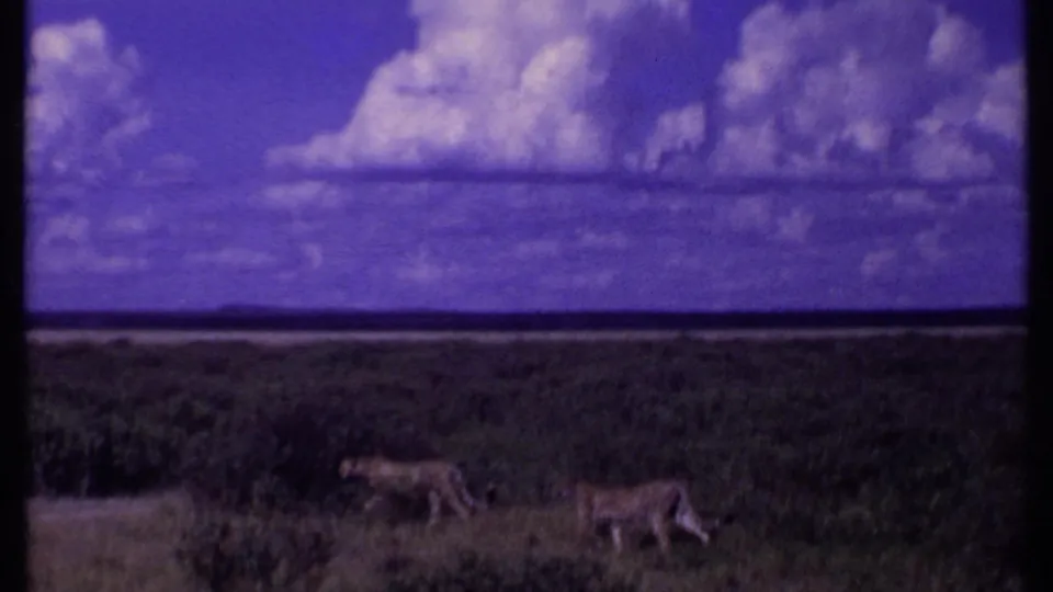 Vintage 1969 Kenya frame showing two lions walking through low savanna vegetation beneath a dramatic cloud-filled sky.