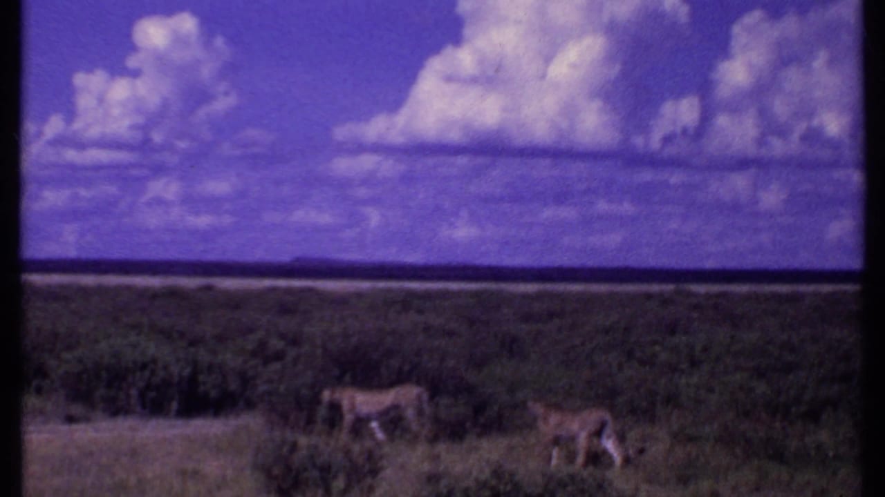 Kenya 1969 8mm frame showing two cheetahs moving through tall grass under a purple-blue sky with large white clouds.