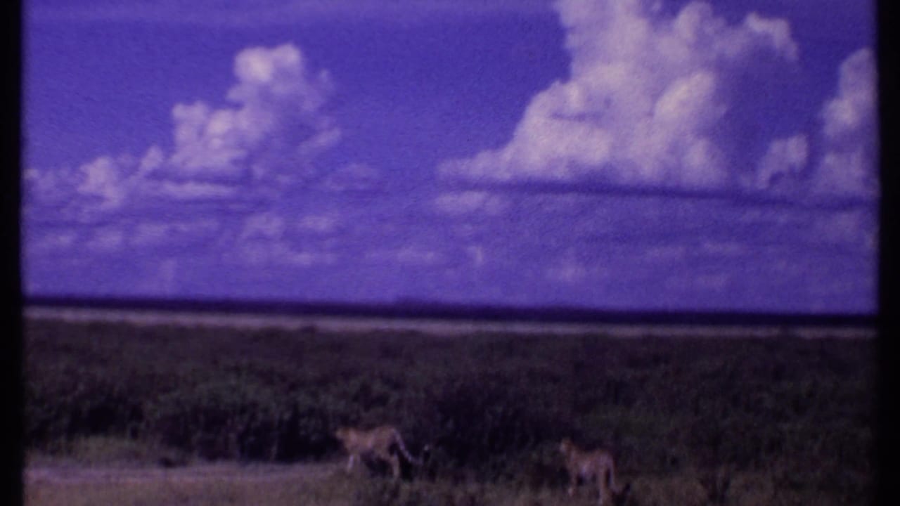 Kenya 1969 8mm frame with two cheetahs walking through grass across a broad savanna horizon and bright cloud formations.