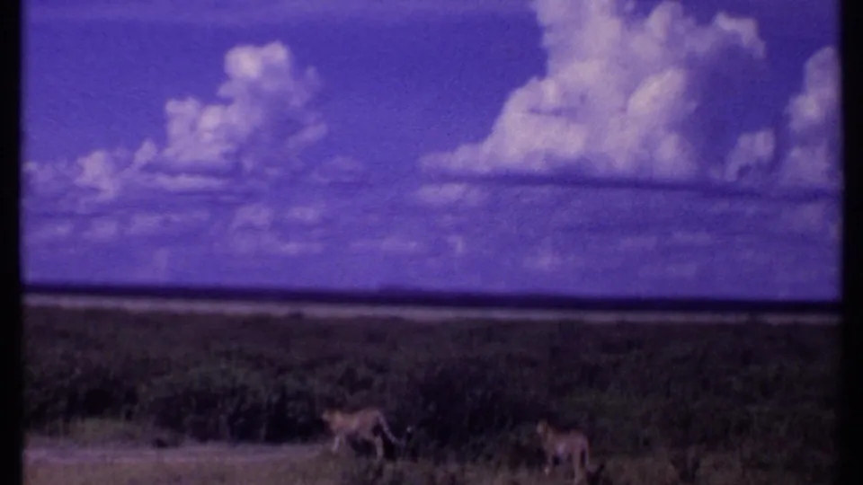 Kenya 1969 8mm frame with two cheetahs walking through grass across a broad savanna horizon and bright cloud formations.