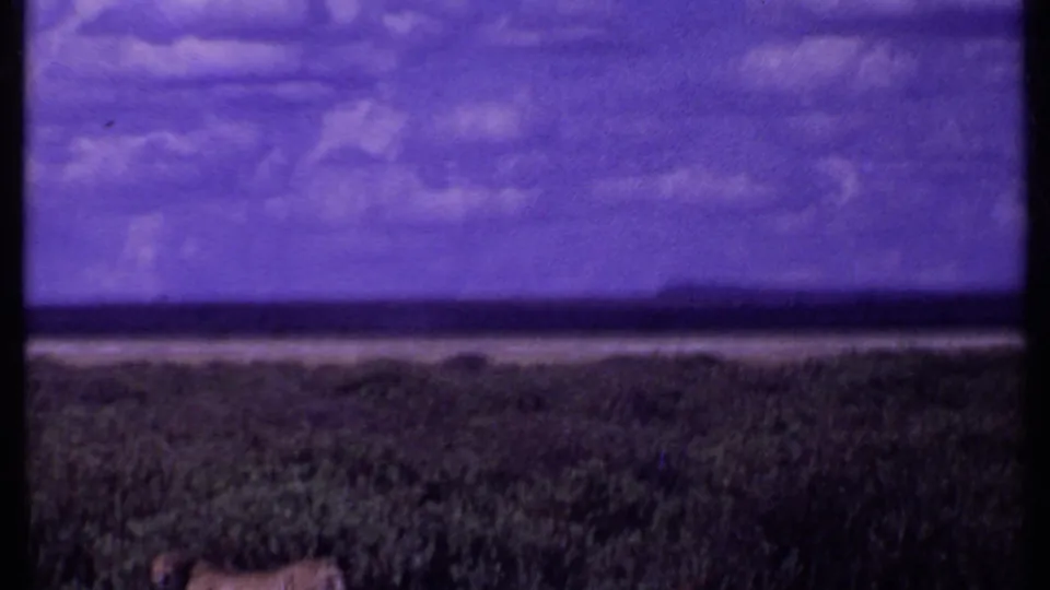 Kenya 1969 8mm frame showing the cheetahs near the lower edge of the frame, partly obscured by grass below a purple-tinted sky.