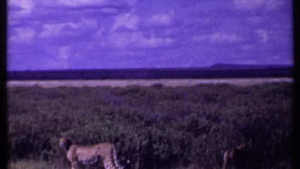 Kenya 1969 8mm frame with two cheetahs partly visible at the bottom of the shot, set against dense grass and a bright clouded sky.