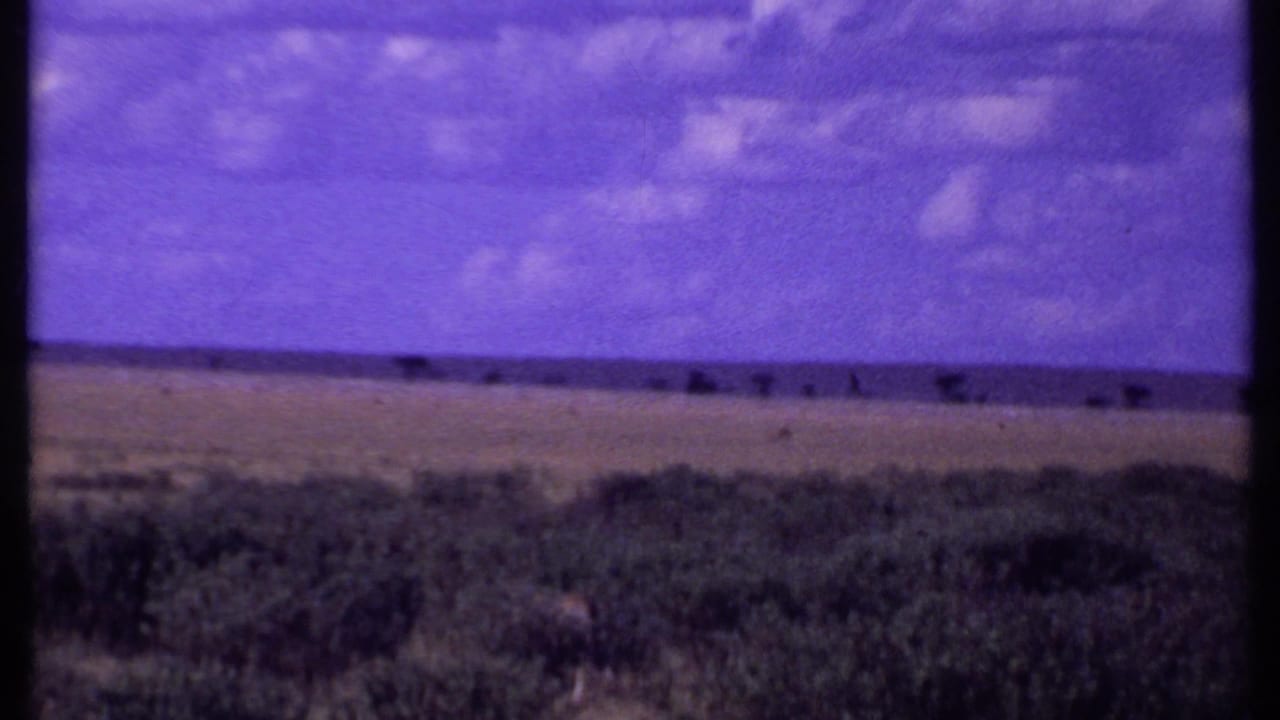 Flat scrubland under a purple sky with low bushes and a distant horizon.