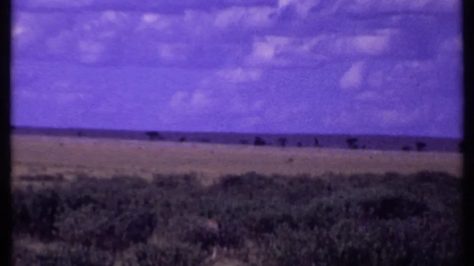 Kenya 1969 safari footage showing open scrubland, scattered bushes, and a distant flat horizon under a purple-tinted sky.
