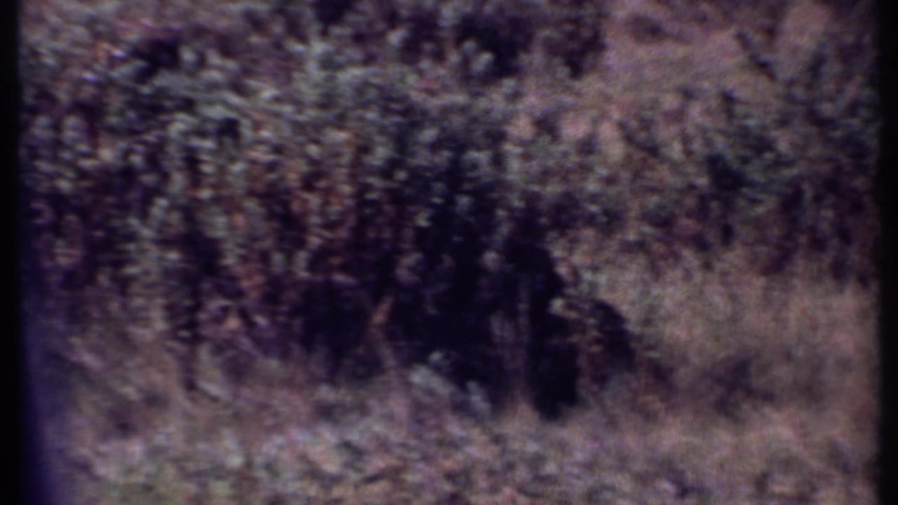 Cheetah partly obscured in savannah grass and scrub.