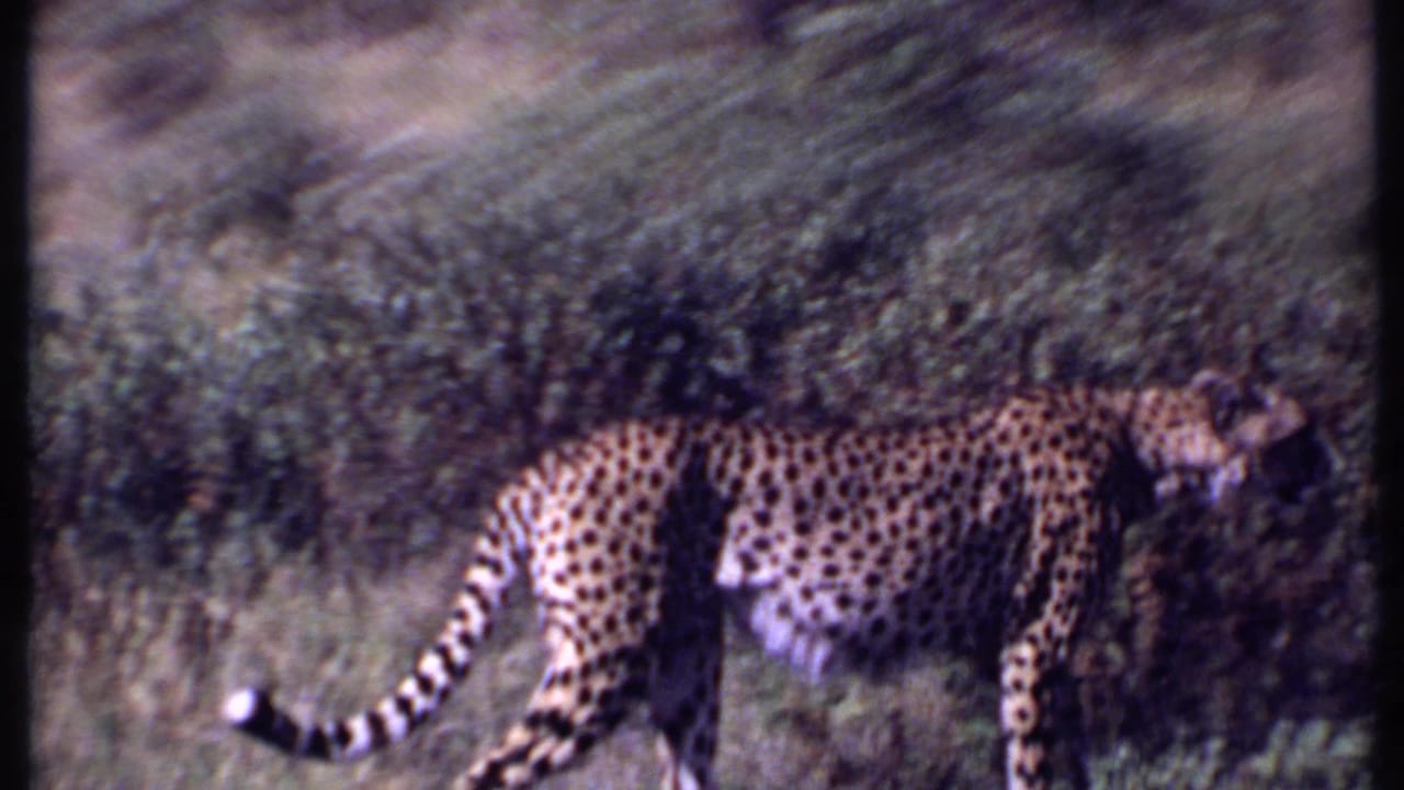 Cheetah walking across grass with scrub behind it.