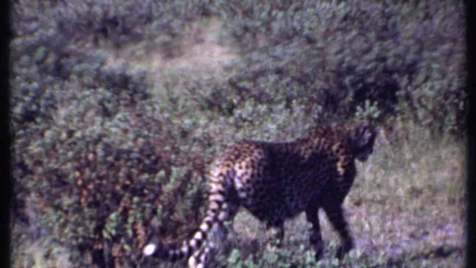 In Kenya 1969 footage, the cheetah is seen from the side in tall grass, with brush and soft handheld framing around it.