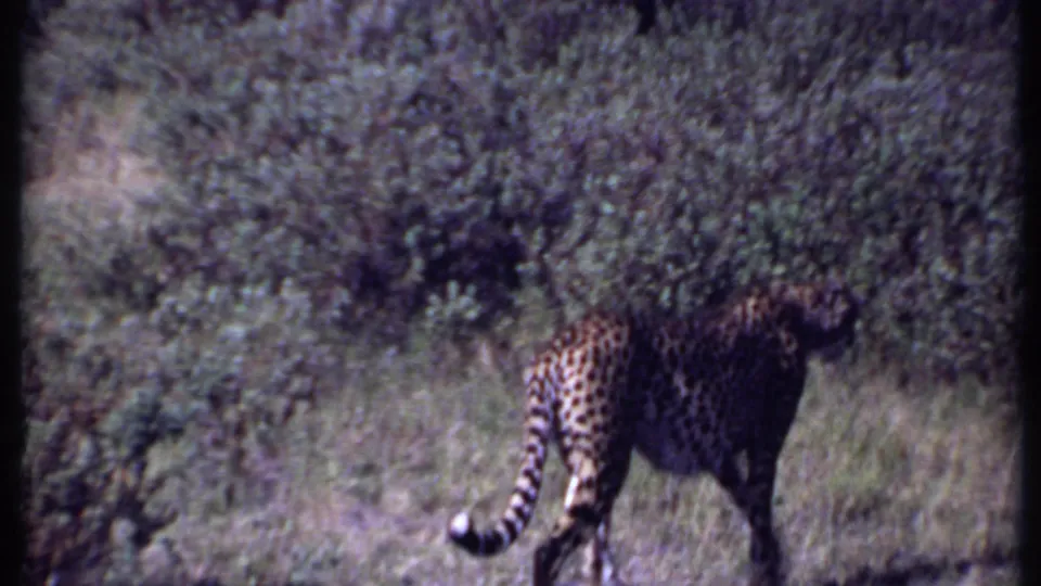 In Kenya 1969 footage, a cheetah moves away across dry grass, its curved tail and spotted body visible against scrub.