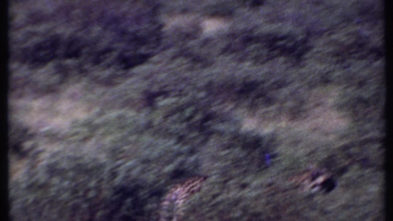Distant cheetah partly obscured by tall grass in a soft, grainy frame.