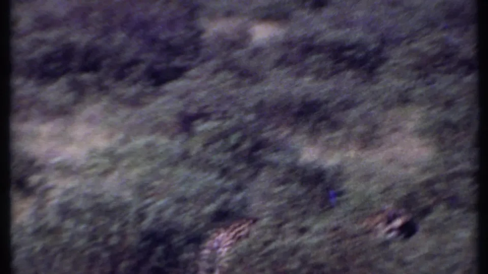 1969 Kenya 8mm frame showing a distant cheetah moving through dense grass, partly hidden by vegetation.