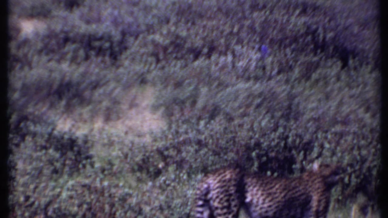 1969 Kenya 8mm frame with a cheetah's spotted body visible as it walks through tall grass.