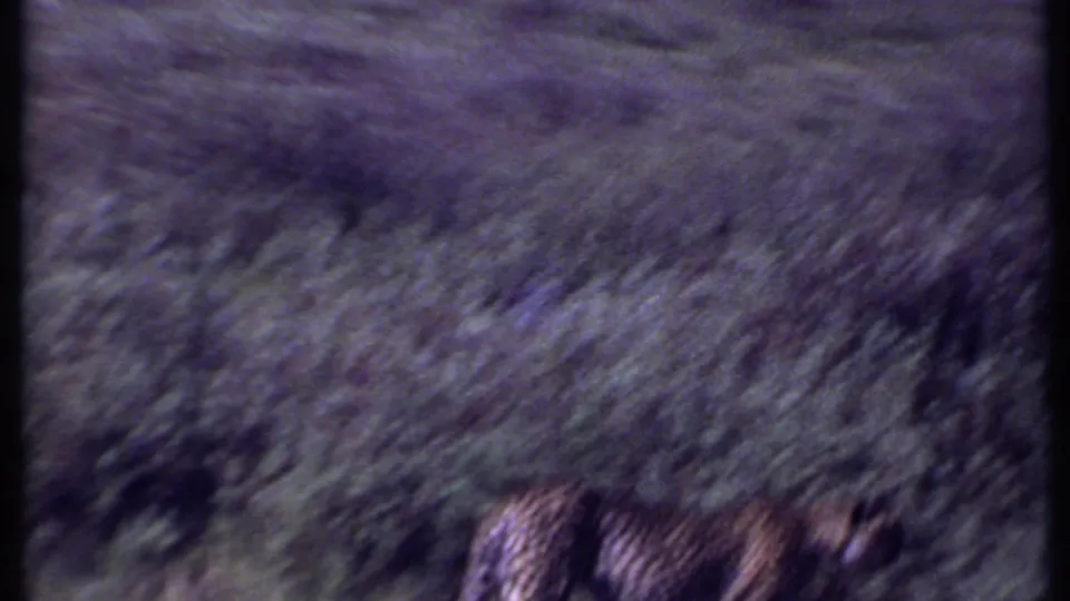 1969 Kenya 8mm frame showing the cheetah lower in view, with grass obscuring much of its body.