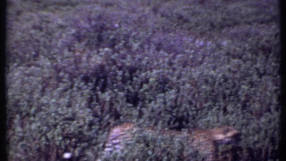 1969 Kenya 8mm frame with the cheetah partly cut off near the lower edge as it moves through grass.
