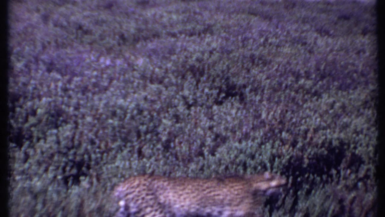 Spotted big cat partly visible in tall savanna brush.