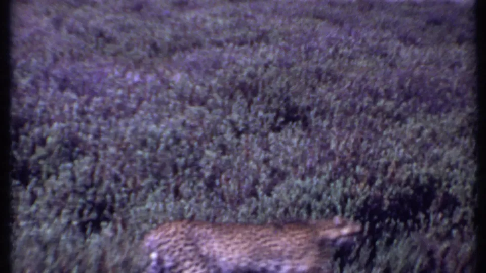 In the Kenya 1969 8mm footage, a spotted big cat appears low in dense brush amid soft, faded film grain.