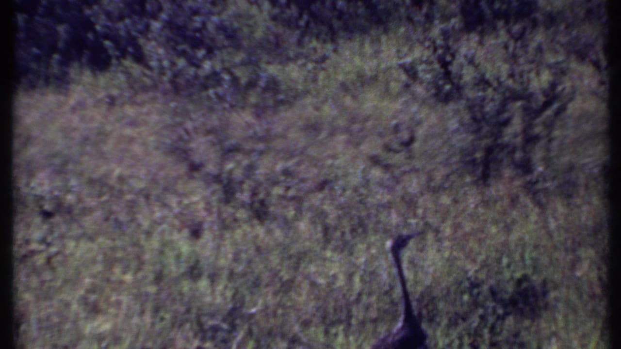 Long-necked bird stands in brush with dense grasses behind it.