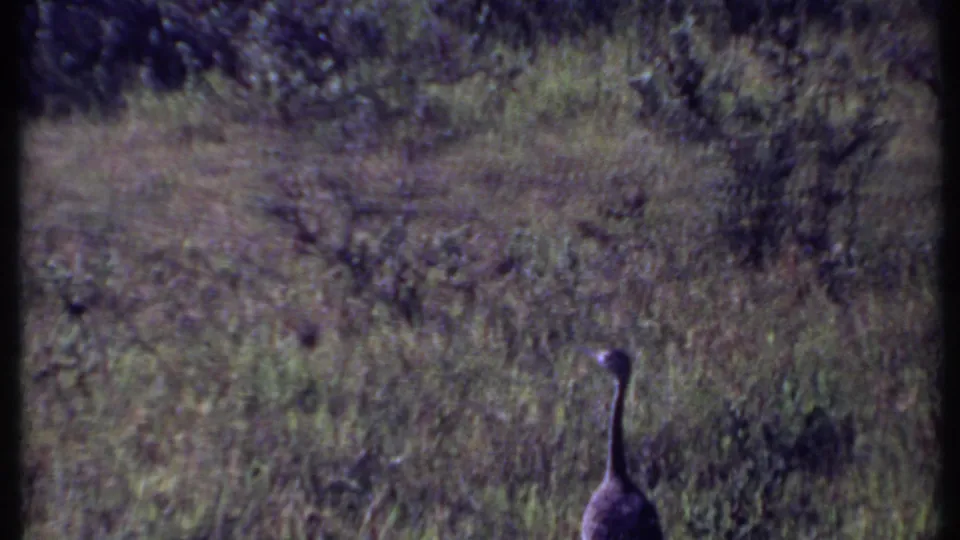 The large bird remains in the lower frame while dense Kenya savanna grasses and brush fill the scene.