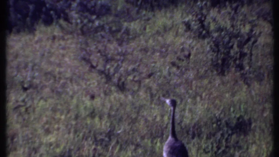 A large long-necked bird stands in the lower foreground of a faded 1969 Kenya 8mm savanna shot.