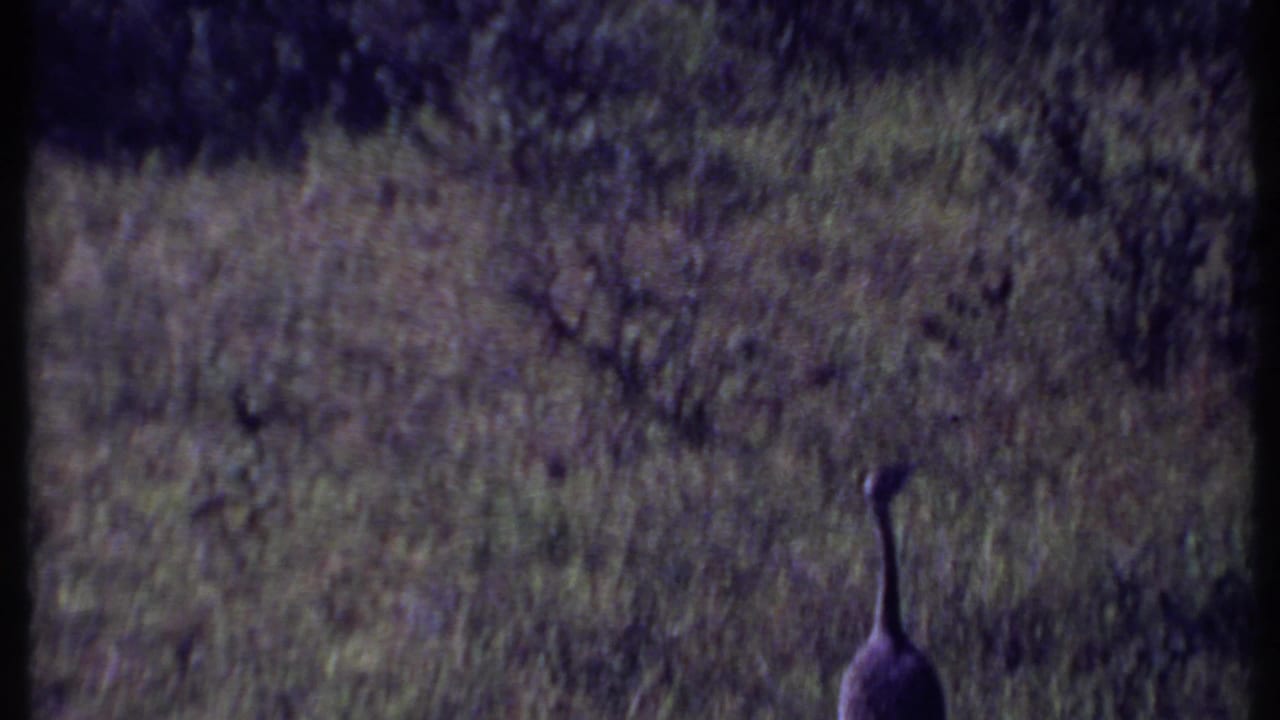Large ostrich-like bird standing partly obscured in tall grass.